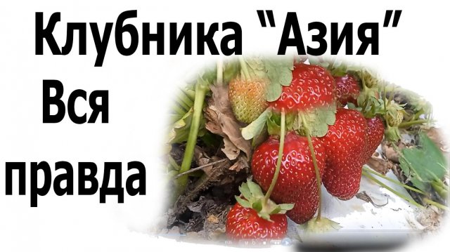 Клубника-сорт Азия. Честный обзор.