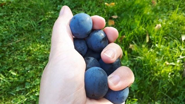 Тёрн, готовим вкусное варенье. Заготовки из тёрна на зиму.
