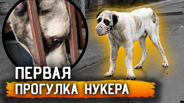 Первая прогулка Нукера, из за кривых лап ему тяжело. Линда кидается на Нукера, забрали ее в дом.