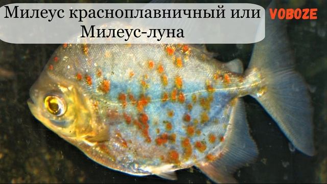 Пираньи в аквариуме, содержание, разведение, уход. Что едят? Виды