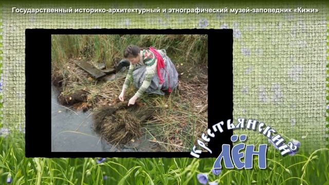 Северный лён