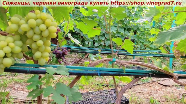 Парад сортов на 27.07.24 года - виноград МИЛАНКА окрашивание, созревание, характеристики.