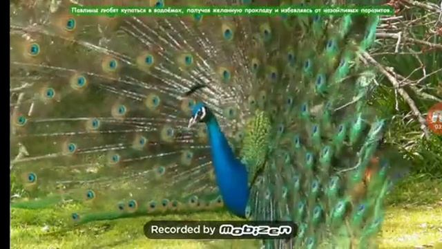 Как живут павлины