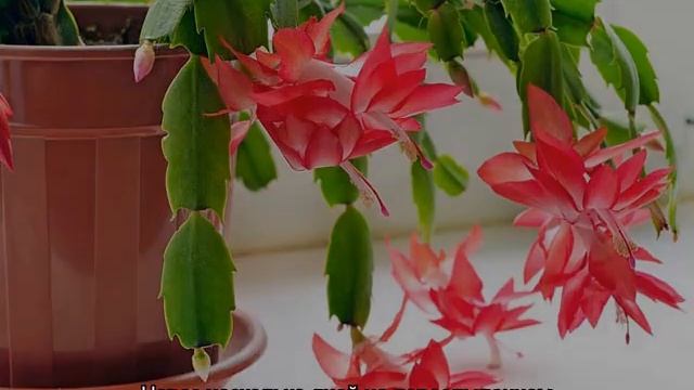 Как размножить декабрист в домашних условиях