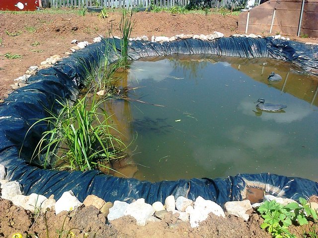 Пошаговое строительство пруда с карасями  в огороде,на даче..mp4