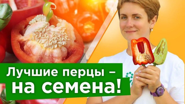 100% ВСХОЖЕСТЬ У ТАКИХ СЕМЯН ПЕРЦА! Как правильно собрать семена перца своими руками