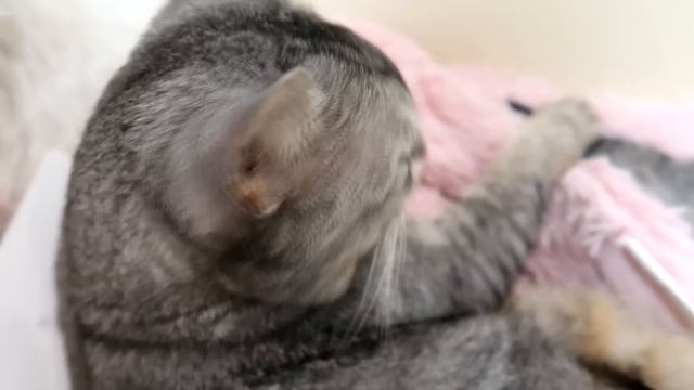 КОШАЧЬЯ ИСТОРИЯ УЖАСОВ 7 СЕРИЯ | НЕ ОТКРЫВАЙ ШКАТУЛКУ!