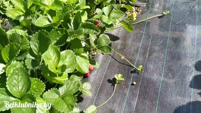 Созревание клубники. Альба, Альбион. Belklubnika.by