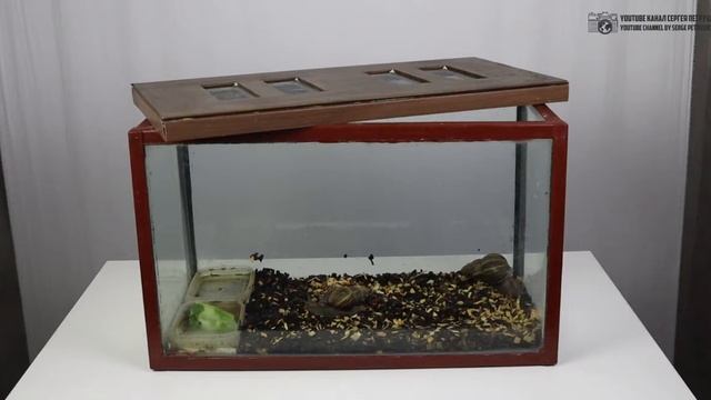 Домашние улитки ахатины. Краткий курс улитководства (содержание, уход, кормление). // Clever Cricke