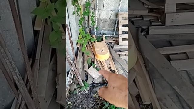 Как выращивать раков. Выращивание раков в домашних условиях.