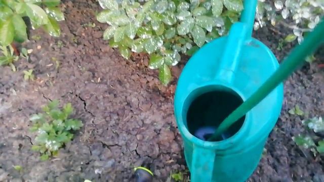 ВНЕКОРНЕВАЯ ПОДКОРМКА РОЗ ДЛЯ БУЙНОГО ЦВЕТЕНИЯ. ОЧЕНЬ ЭФФЕКТИВНЫЙ ПРЕПАРАТ ВО ВРЕМЯ БУТОНИЗАЦИИ.