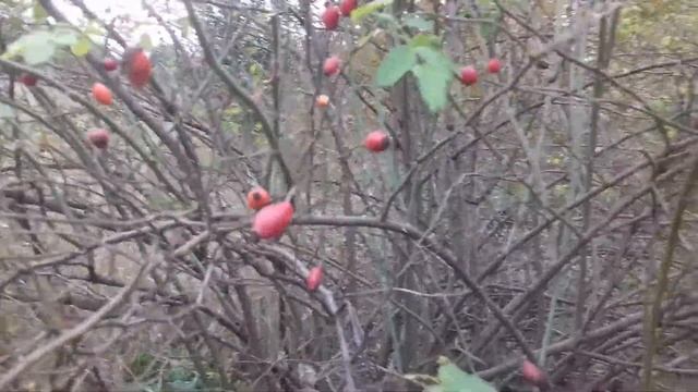 Время сбора шиповника. Сентябрь ,октябрь.Сбор и сушка.