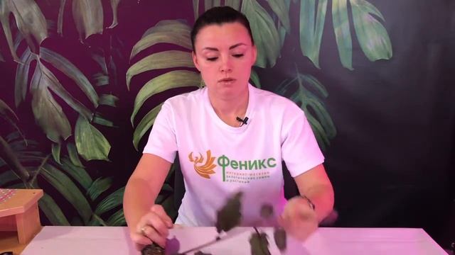 Гинура размножение черенками