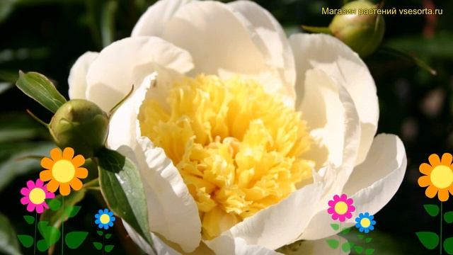 Пион молочноцветковый Голд Стандарт. Краткий обзор, описание paeonia lactiflora Gold Standard