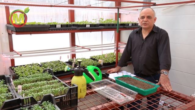 Посев и выращивание стевии.