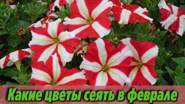 Что посеять в феврале Самые популярные цветочные культуры, которые сеют на рассаду в феврале