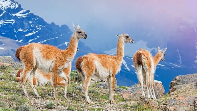 Звук ламы: какие звуки издаёт лама
