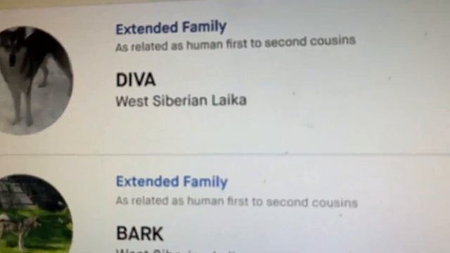 Результат ДНК теста нашей собаки Грима// Готовим манты