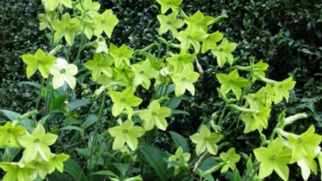 Ароматы вечернего сада. Душистый табак