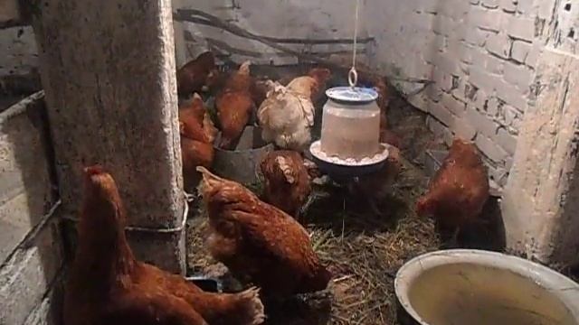 КУРЫ НЕСУШКИ породы ломан браун неделя после покупки ///содержание кур несушек