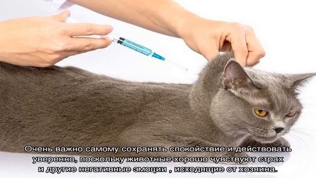Как сделать укол кошке в холку: внутримышечно и в домашних условиях
