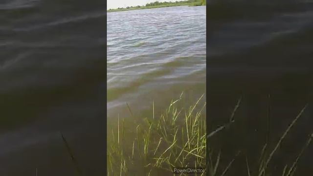 Синяя колючка.