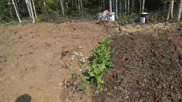 Жизнь на Аляске.Заводим хозяйство.