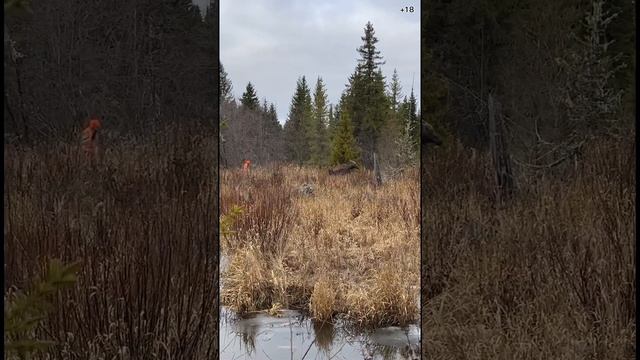 Как ребята лося брали. Охота с лайкой на лося.