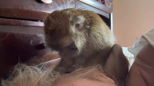 Macaque Monkey Grooming Her Human