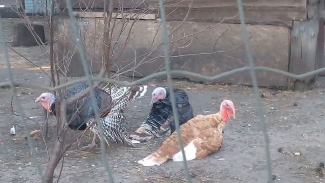 Разные красивые животные и птицы в частном зоопарке!