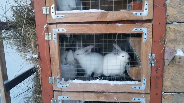 Клетка для кроликов. Изготовление без ошибок