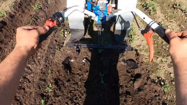 Окучиваем картофель ушастым окучником мотоблоком нева на 16 колесах.