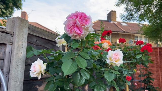 Розы в саду 2023. Обзор розы Amazing Day. Красивая роза в саду. Розовая роза. Розы в горшках.