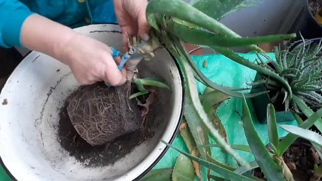 Переукоренение алоэ. Как и зачем?