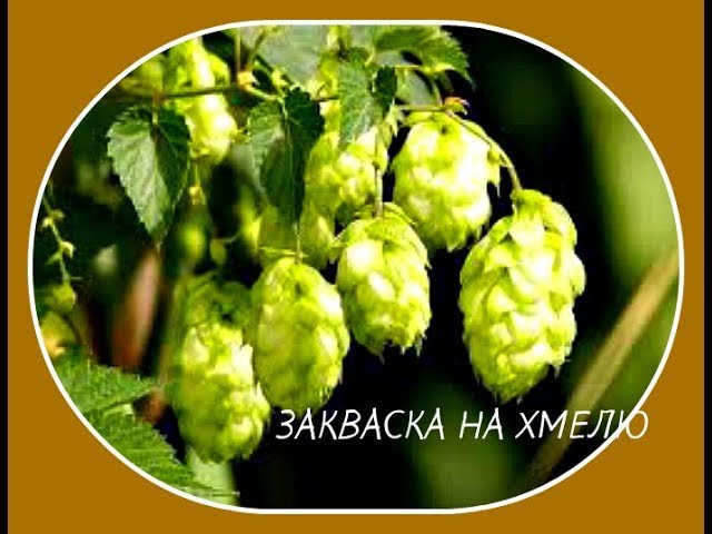 ХМЕЛЕВАЯ ЗАКВАСКА от А до Я