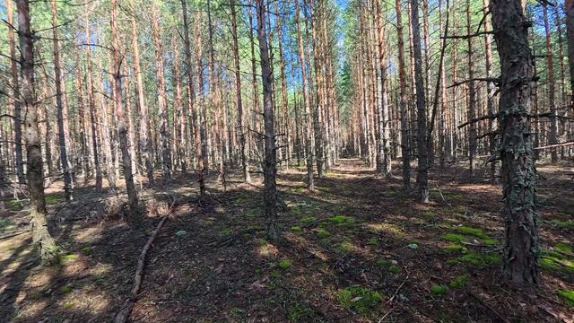 ПОХОД ЗА ГРИБАМИ. Воскресенский район