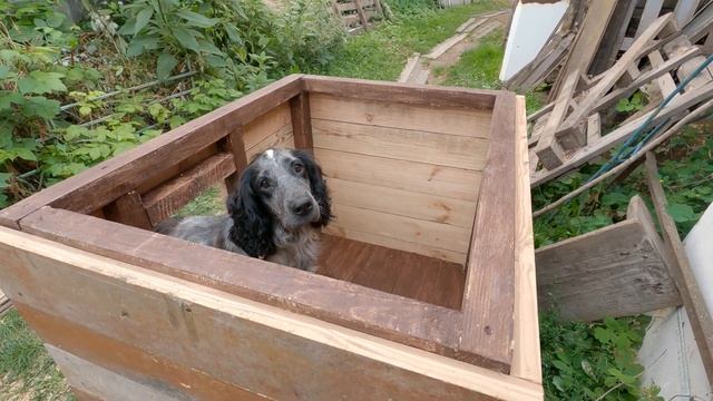 Бюджетная конура для спаниеля своими руками