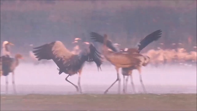 Руслан Агоев. Журавли (NEW 2016)