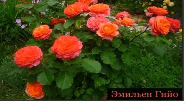 Посылка с розами, Обзор саженцев, Розы от Тимофея, питомник Роза почтой, ВЕСНА 2023