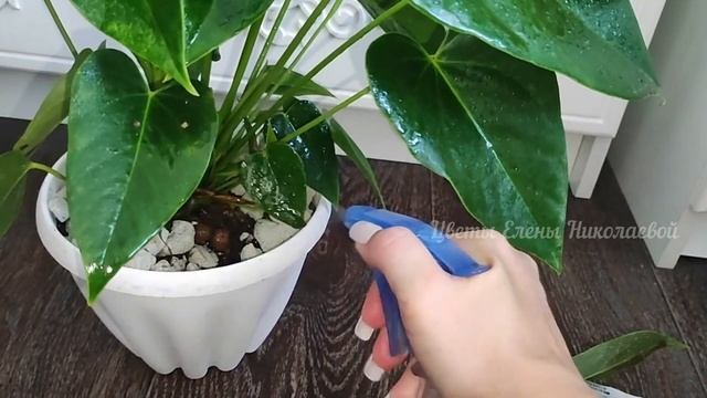 ВОЛШЕБНЫЙ ЭЛИКСИР для АНТУРИУМА и даже дохлый цветок выдаст МОЩНЫЕ ЗДОРОВЫЕ ЛИСТЬЯ!