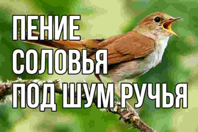 ЗВУКИ ПРИРОДЫ: ПЕНИЕ СОЛОВЬЯ ПОД ШУМ РУЧЬЯ В ЛЕСУ — РЕЛАКС МУЗЫКА ДЛЯ РАССЛАБЛЕНИЯ И МЕДИТАЦИИ