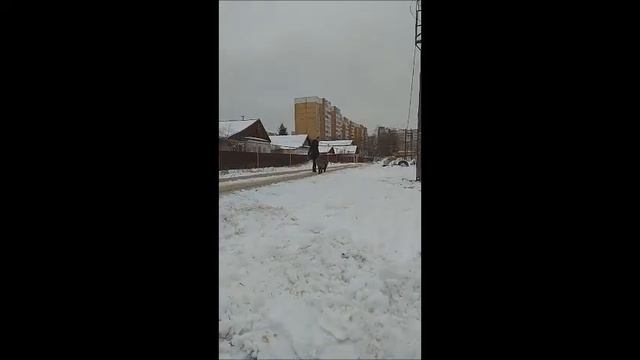 кавказская овчарка