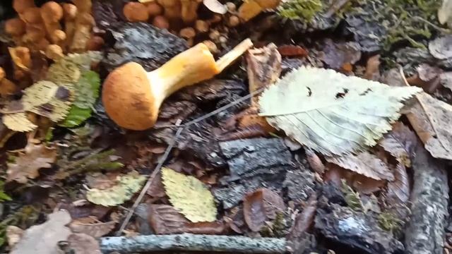 Редкий гриб Ежовик, и первые осенние болеты.
