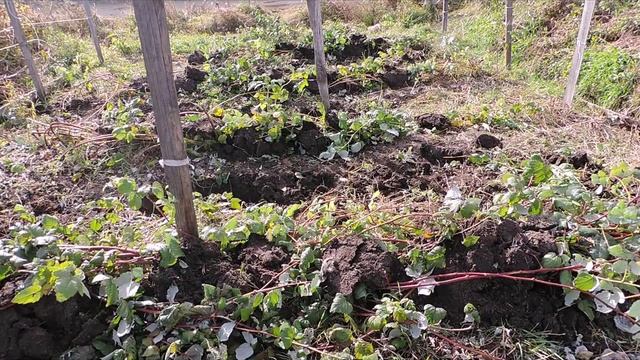 Укрытие малины на зиму. Обрезка малины перед укрытием