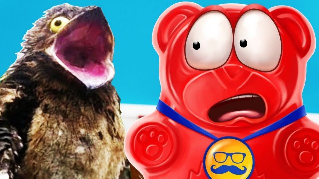 Сборник из 10 видео о желейном медведе Валере. (выпуск 4)