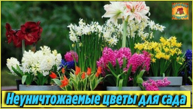 Самые НЕПРИХОТЛИВЫЕ цветы для сада, которые могут переносить ЛЮБЫЕ погодные условия Дачные Советы