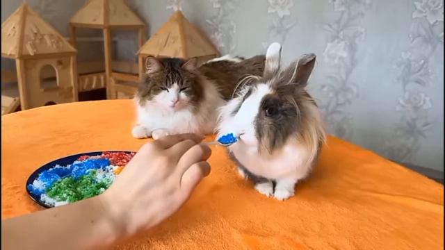 ШКОЛА КОТОВ: ВСЕ СЕРИИ про УРОКИ ХИМИИ! ОПЫТЫ И НАУЧНЫЕ ЭКСПЕРЕМЕНТЫ!