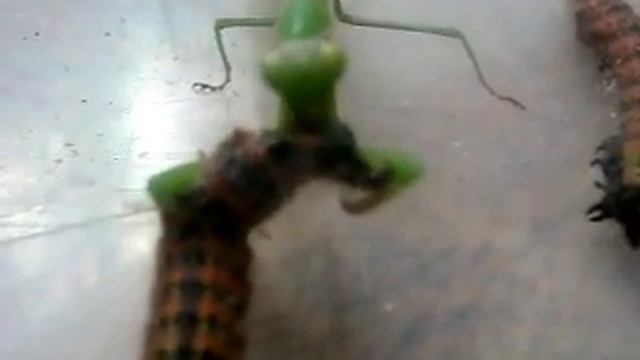 БОГОМОЛ ВИДЕО Видео про богомолов Видео про богомола Богомол самец или самка КАНАЛ ПРО ЖИВОТНЫХ