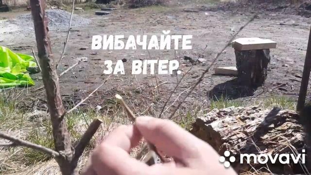 Прививка абрикоса на вишню.Частина1.