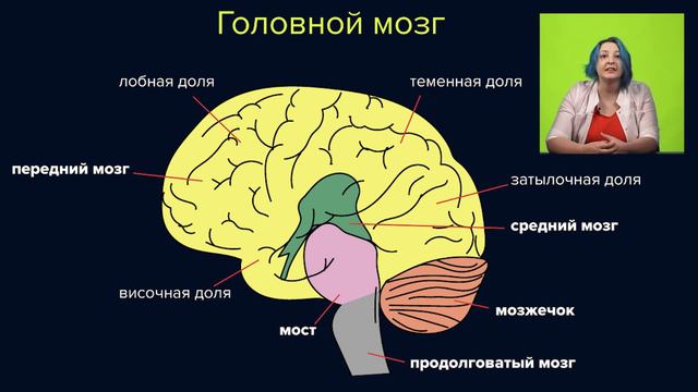 ЦНС: Головной мозг. Подготовка к ЕГЭ/ОГЭ по биологии